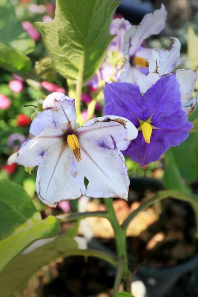 Eggplant flower. — Stock Photo, Image