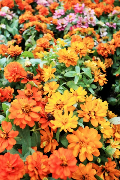 Bunte Gänseblümchen im Garten — Stockfoto