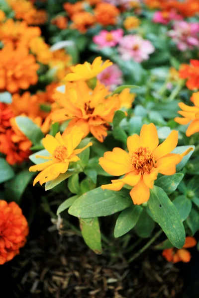 Färgglada daisy blommor i trädgården — Stockfoto