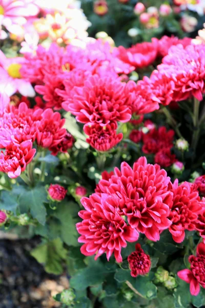 Beautiful chrysanthemum in the garde — Stock Photo, Image