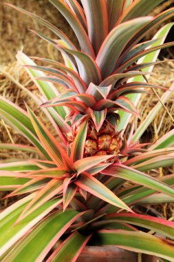 Doğada Bromeliad çiçekleri
