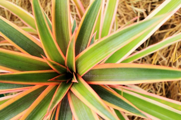 Bromelia bloemen in de natuur — Stockfoto