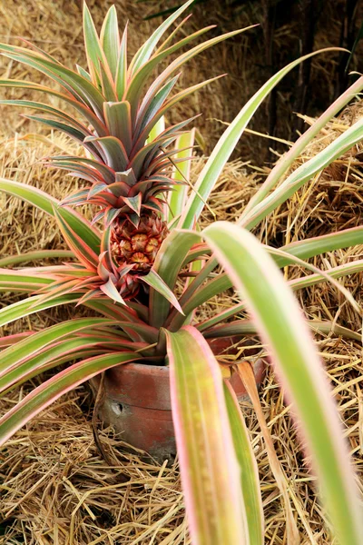 Bromelie blüht in der Natur — Stockfoto