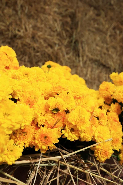 Fleurs de souci dans la paille — Photo