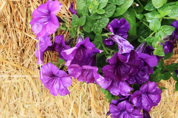 Petunien Blume und Reisstroh — Stockfoto