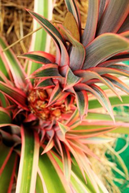 Doğada Bromeliad çiçekleri