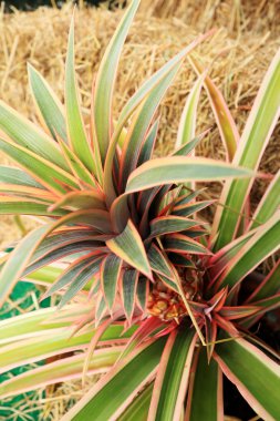 Doğada Bromeliad çiçekleri