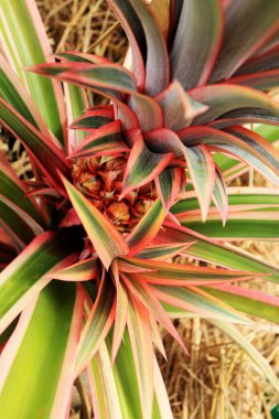 Doğada Bromeliad çiçekleri