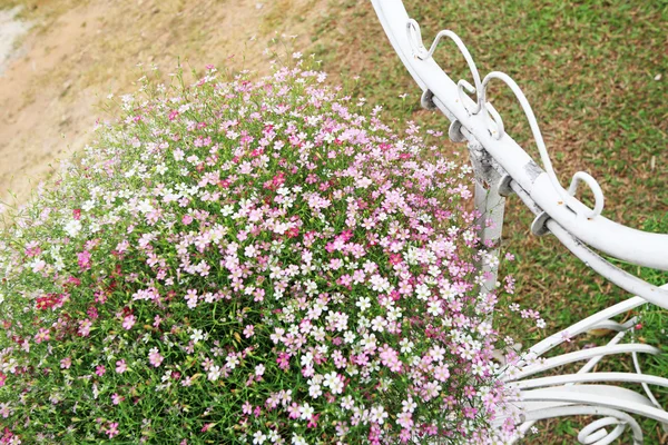 Gypsophila bloemen - roze bloemen — Stockfoto