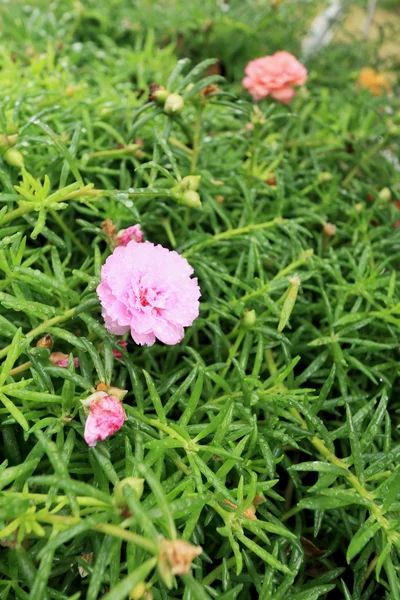 Purslane en fleurs - fleurs roses — Photo