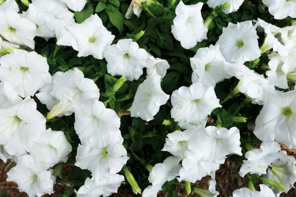 ペチュニアの白い花 — ストック写真