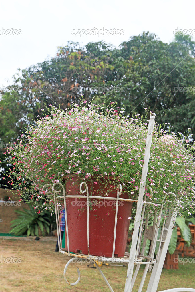 Gypsophila flowers - pink flowers