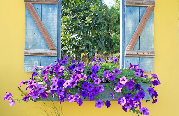 De Petunia's paarse bloemen — Stockfoto