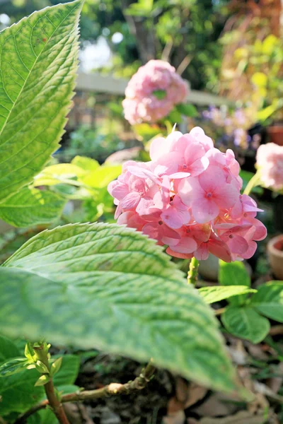 Kwiat hortensji w ogrodzie — Zdjęcie stockowe