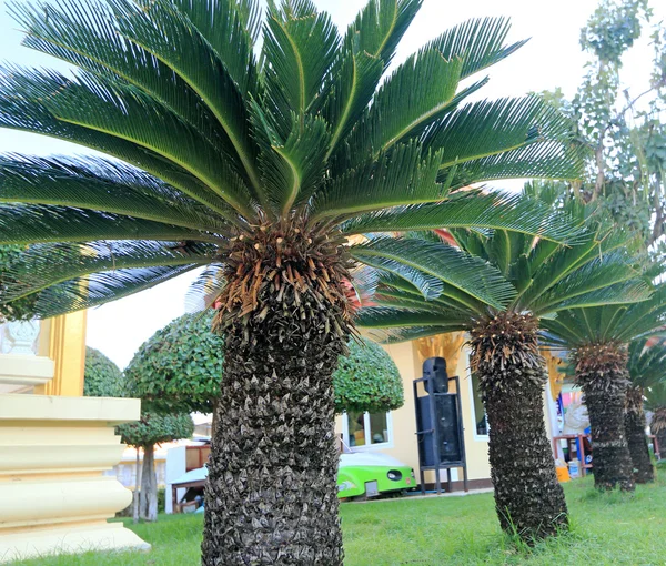 Пальмове дерево в саду — стокове фото