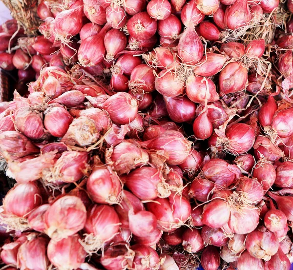 香葱-亚洲红洋葱 — 图库照片