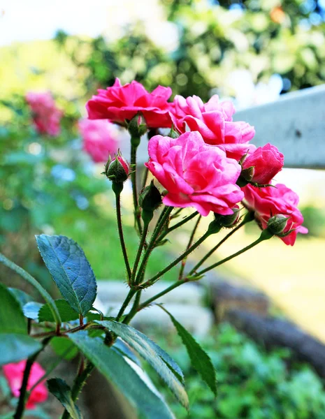 Růžová růže v zahradě — Stock fotografie