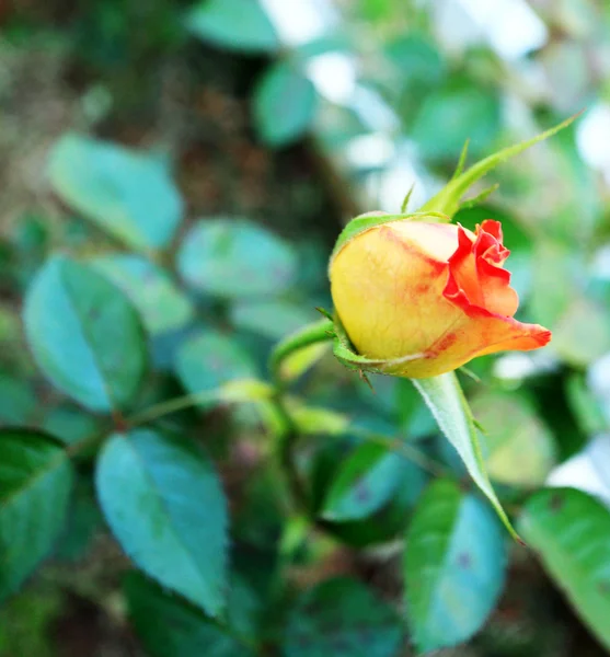 Gelbe Rose im Garten — Stockfoto
