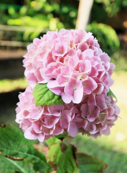 Ortensie fiore in giardino — Foto Stock