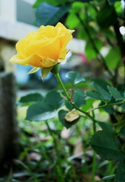 庭に黄色のバラが — ストック写真