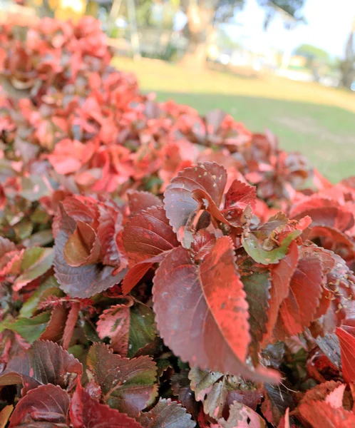 Red leave in garden — Stock Photo, Image