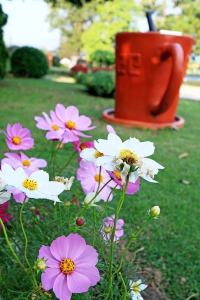 非洲菊在花园里的花朵 — 图库照片