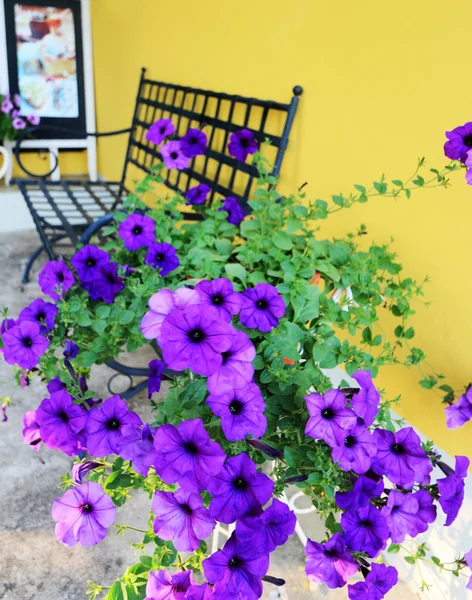 Las petunias flores púrpuras —  Fotos de Stock