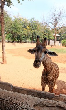Hayvanat bahçesindeki zürafalar