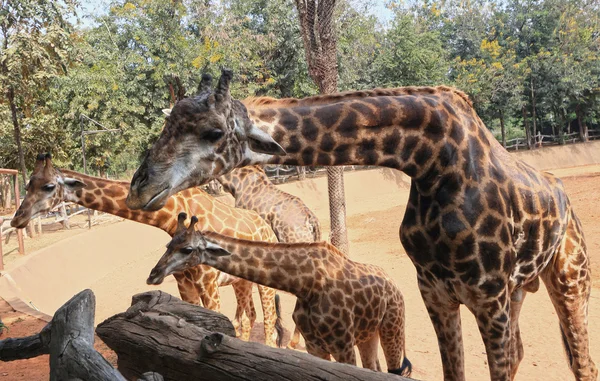 Girafas no zoológico — Fotografia de Stock
