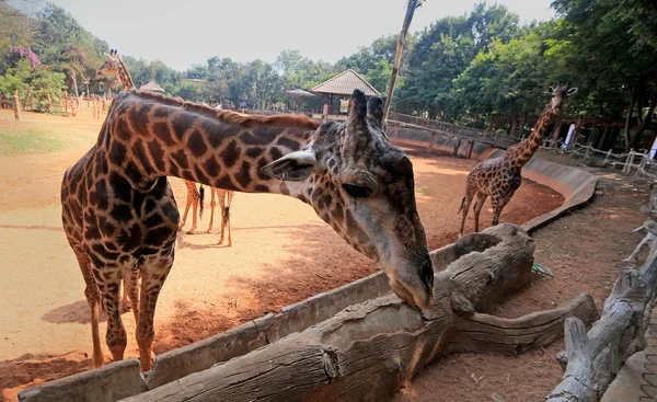 Giraffe allo zoo — Foto Stock