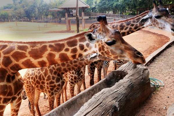 Hayvanat bahçesindeki zürafalar — Stok fotoğraf