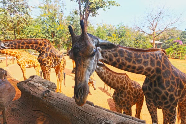 Giraffe allo zoo — Foto Stock