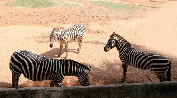 Zebra v přírodě — Stock fotografie