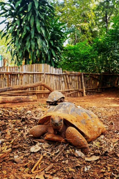 Kravlende skildpadde i naturen - Stock-foto