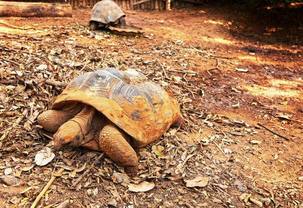 Crawling tortoise in the nature — Stock Photo, Image