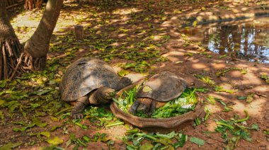 doğada gezinme kaplumbağa