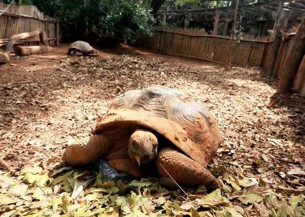 Krypande sköldpaddan i naturen — Stockfoto