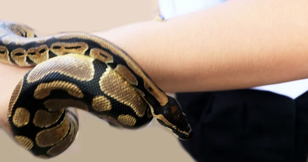 Hand såg en tiger python — Stockfoto