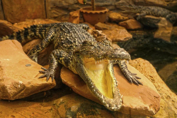 Krokodyl w naturze — Zdjęcie stockowe