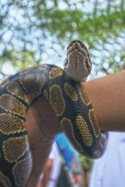 La mano vio una pitón de tigre — Foto de Stock