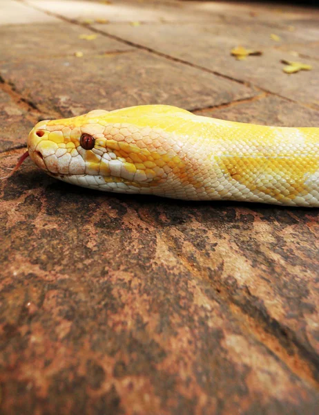 Albino orm på natur — Stockfoto