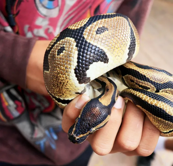 手見た虎 python — ストック写真
