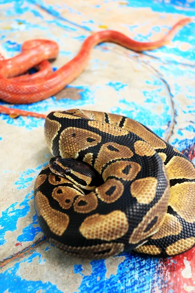 Tiger python - burmesiska python — Stockfoto