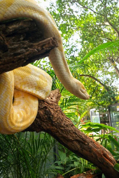 Serpiente albina sobre la naturaleza —  Fotos de Stock