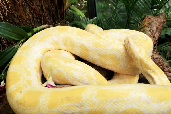 Serpiente albina sobre la naturaleza — Foto de Stock