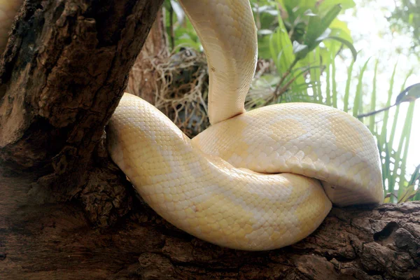 Serpiente albina sobre la naturaleza — Foto de Stock