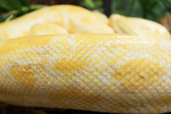 Serpiente albina sobre la naturaleza — Foto de Stock