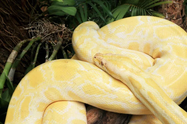 Serpiente albina sobre la naturaleza — Foto de Stock