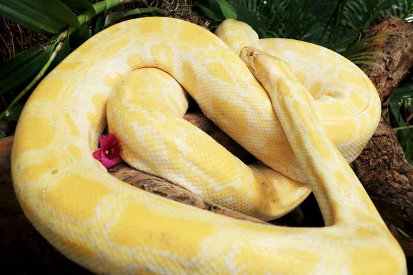 Serpiente albina sobre la naturaleza — Foto de Stock