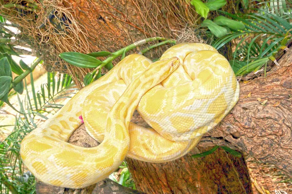 Albino orm på natur — Stockfoto